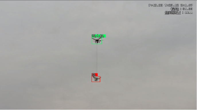 l'identification des oiseaux